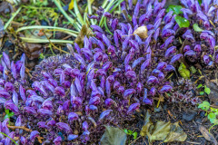 Stillingfleet Lodge Gardens, Purple Toothwort