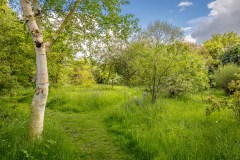 Stillingfleet Lodge Gardens, wildflower meadow
