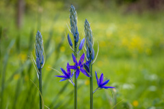 Stillingfleet Lodge Gardens, naturalised camassia