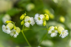 Stillingfleet Lodge Gardens, Silene Fimbriata