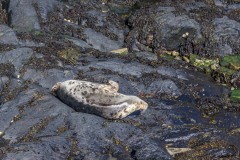Seal, Pembrokeshire