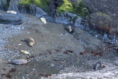 Seals, Pembrokeshire