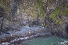 Seals, Pembrokeshire