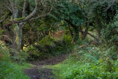 Strumble Head walk