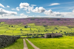 Swaledale walk, heather