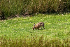 Swaledale walk, hare
