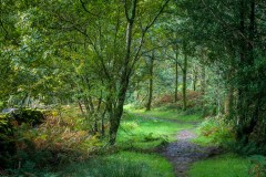 Lanthwaite Wood