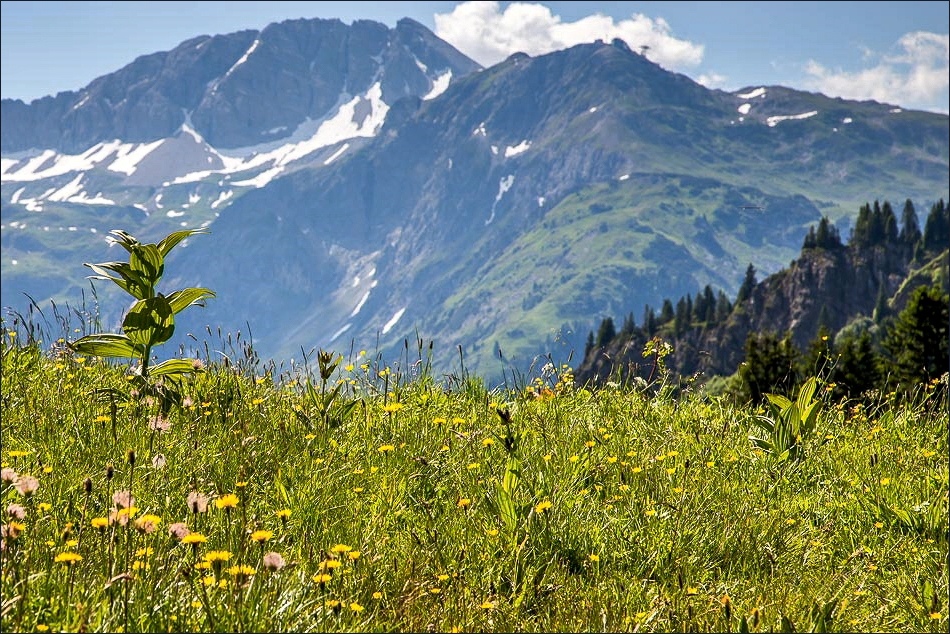 Alpine meadows, Austria