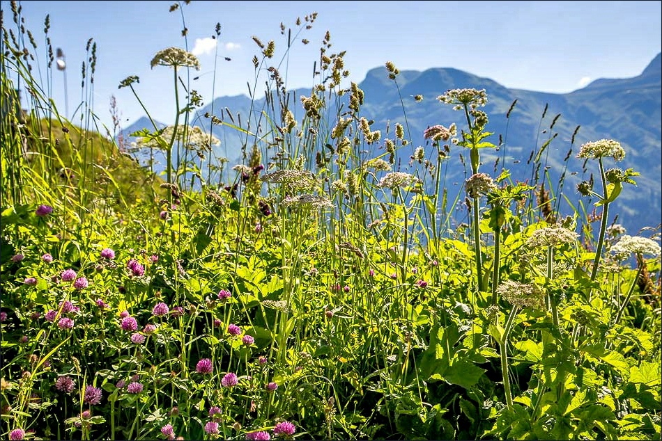 wildflowers, Oberlech