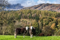 Tarn Hows herdwick