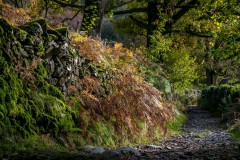 Tarn Hows walk