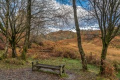 Tarn Hows  bench
