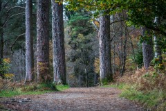 Tarn Hows  walk