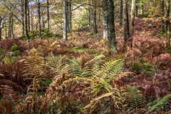 Lane Head Coppice