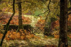 Lane Head Coppice