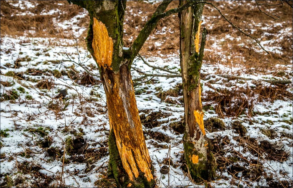 Tarn Hows2-31 Tarn Hows2-31