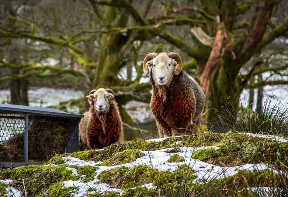 Herdwick rams at Yew Tree Farm Herdwick rams at Yew Tree Farm