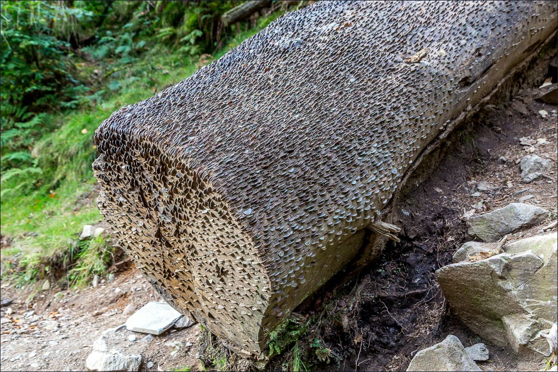 Tarn Hows walk Tarn Hows walk