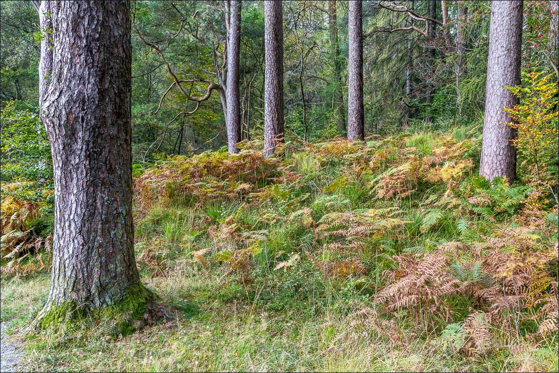 Tarn Hows walk Tarn Hows walk