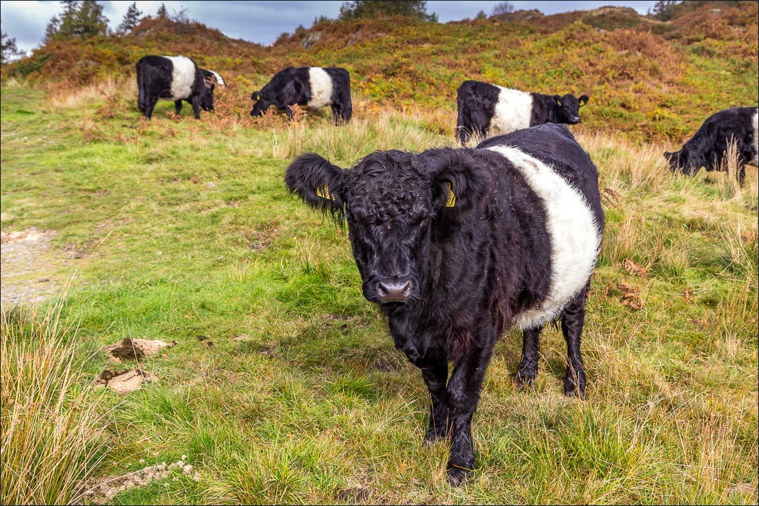 Tarn Hows walk, belted galloways Tarn Hows walk, belted galloways