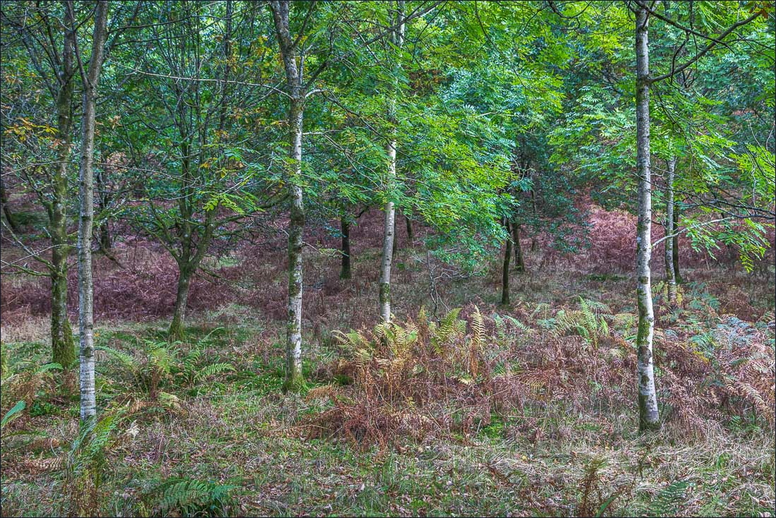 Tarn Hows walk Tarn Hows walk