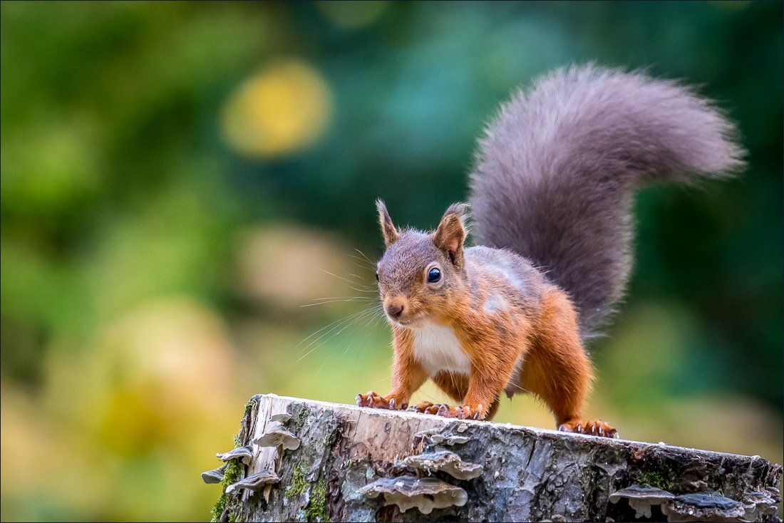 red squirrel lake district red squirrel lake district