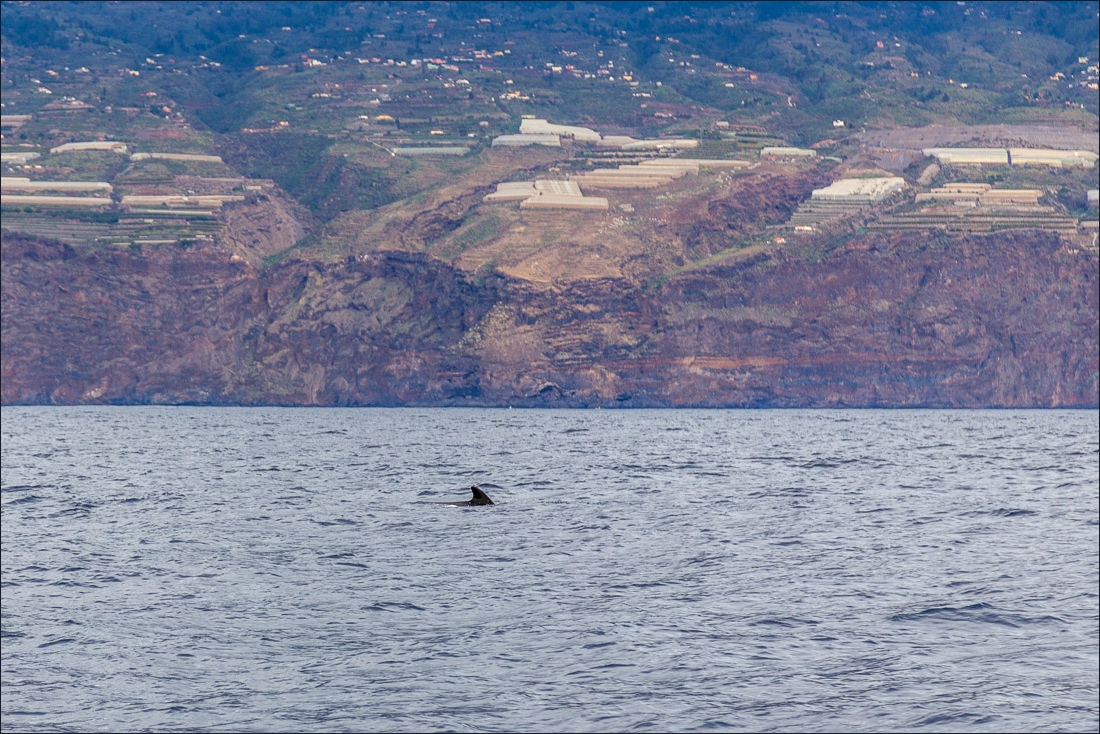 Tazacorte whale watching, pilot whale