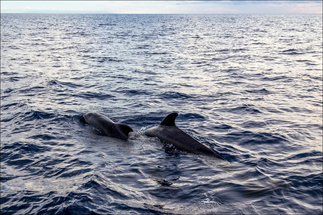 Tazacorte whale watching, pilot whale