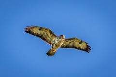 Tealby walk, buzzard