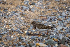 Tenby walk, turnstone