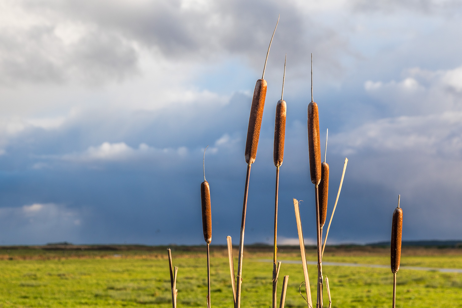 Norton Marsh Norton Marsh