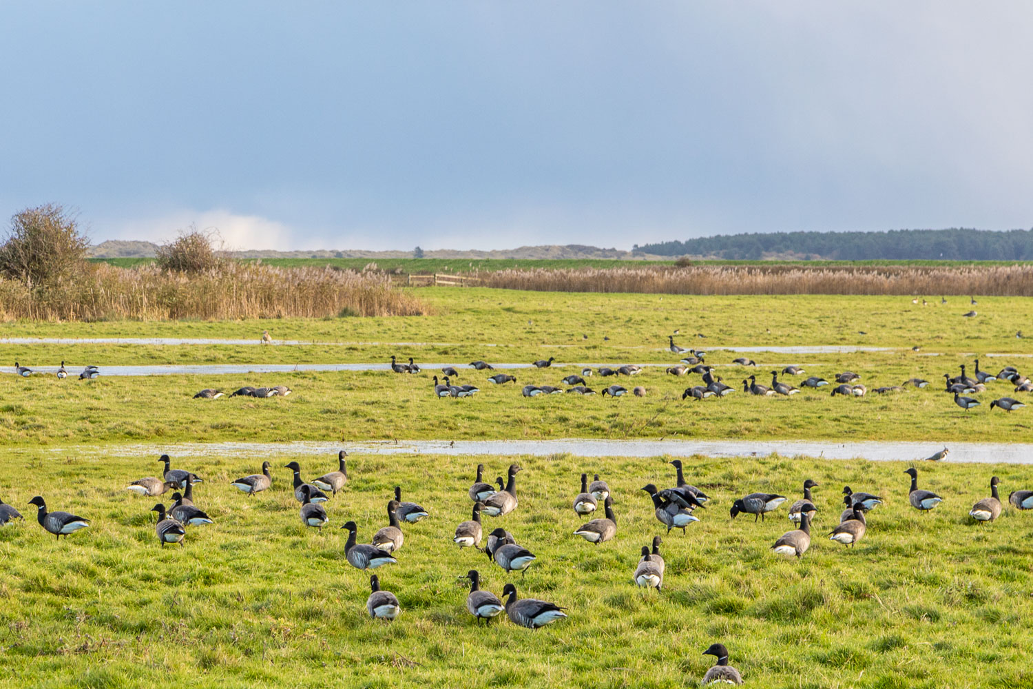 Canada geese Canada geese