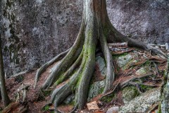 The Chief, Stawamus Chief