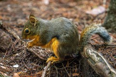 Douglas squirrel, chickaree, pine squirrel,Squamish