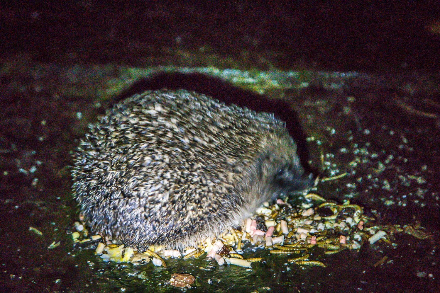 Hedgehog Lake District