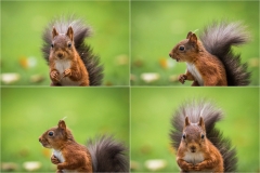 Red squirrel Lake District