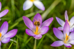 spring-12