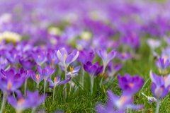spring-16