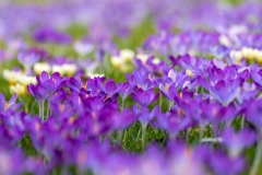 spring-17