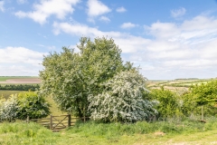 Court Dale