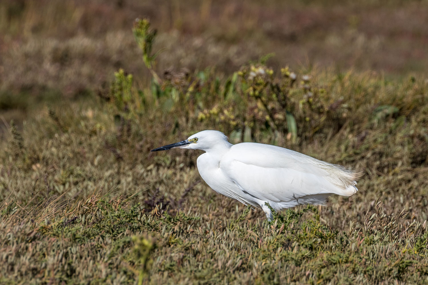 Thornham walk, little egret