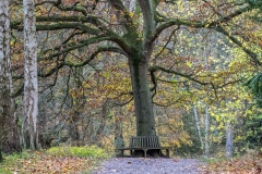 Thorp Perrow Jubilee Oak