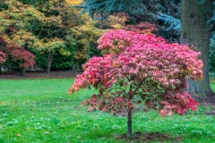 Thorp Perrow acer