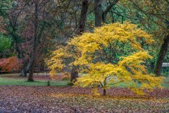 Thorp Perrow Arboretum, acer