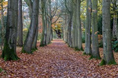 Thorp Perrow Arboretum, Red Oak Avenue