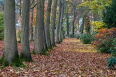 Thorp Perrow Arboretum, Red Oak Avenue