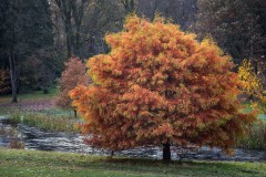 Thorp Perrow Arboretum