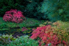 Thorp Perrow, acer, Japanese maple