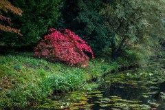 Thorp Perrow, acer, Japanese maple