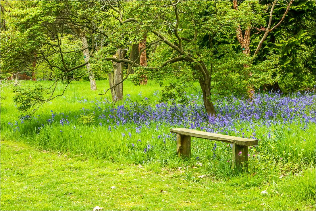 bluebells in Thorp Perrow Arboretum